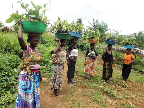 Black Cherry Organic Drinking Chocolate - Dark Chocolate Flakes