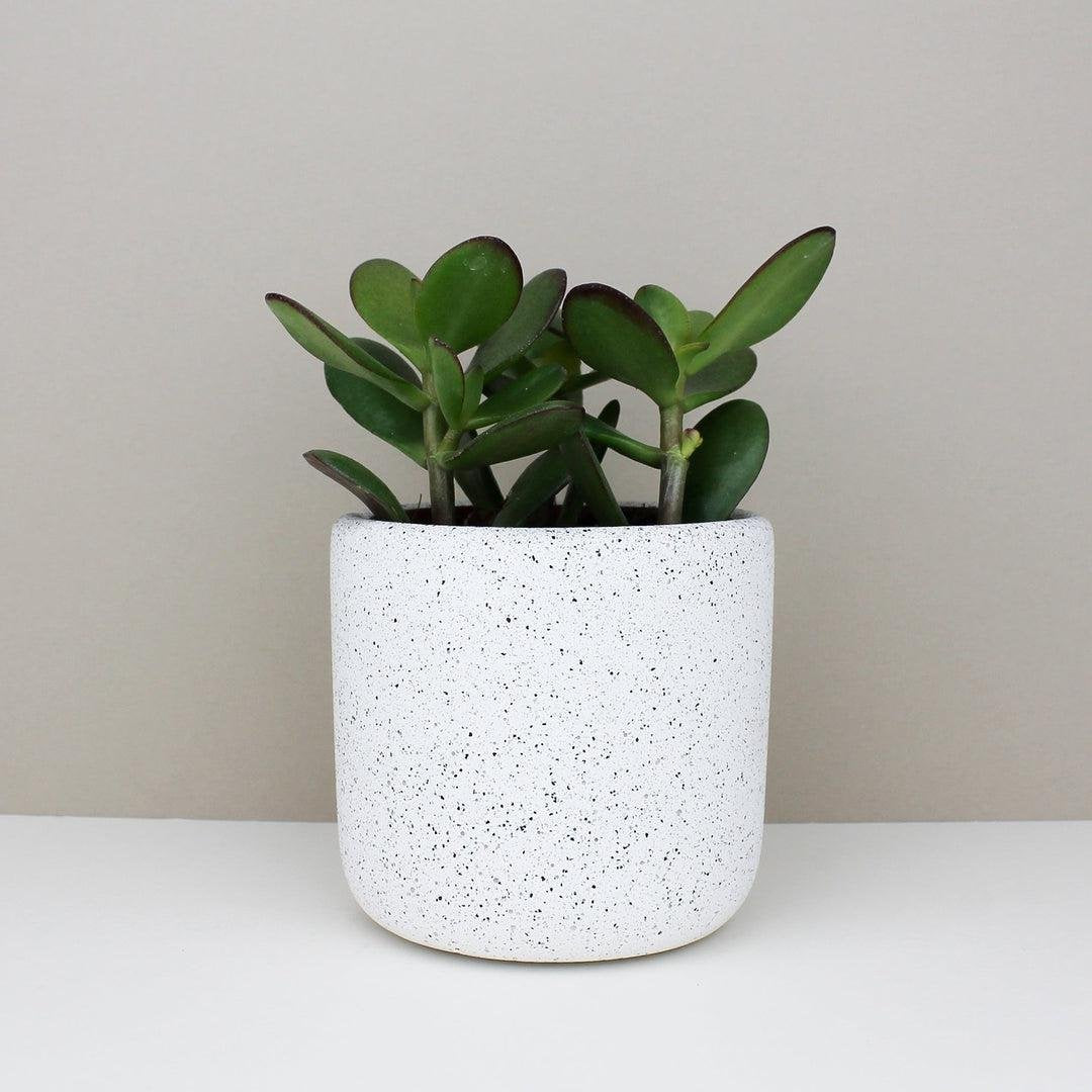 Medium Jesmonite Pot in White