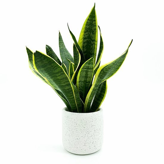Medium Jesmonite Pot in White
