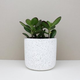 Medium Jesmonite Pot in White | The Collaborative Store